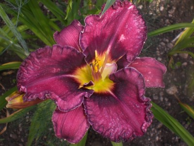violett  (Sämlingsbeet).jpg