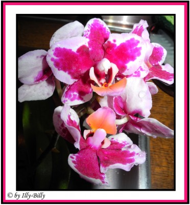 Phalaenopsis_weiß-pink_Kaufblüte 2015.jpg