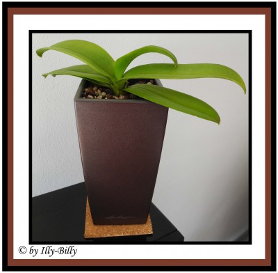 Phalaenopsis_weiß-pink_2015.jpg