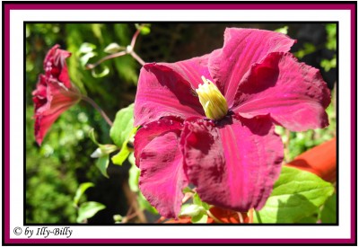 Clematis_Erstblüte 2015.jpg