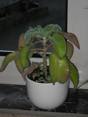 schöne blumen 009.jpg