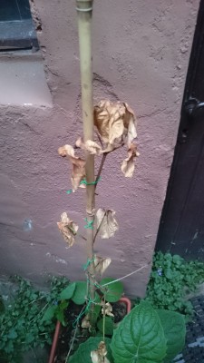 DSC_6269.JPG