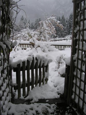 bogenwildstauden.JPG