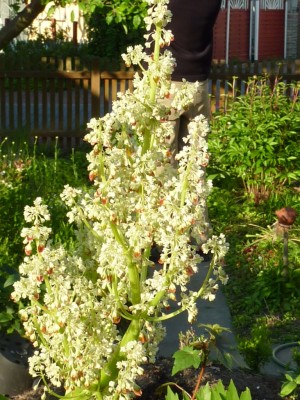 20120517 107 - Kopie.JPG