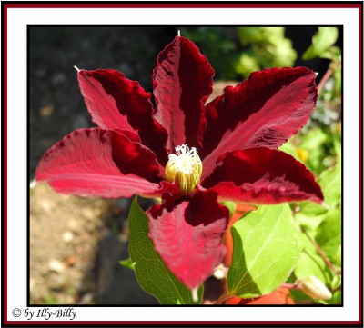 Clematis2_Erstblüte 2015.jpg