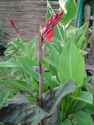 Canna (2)a.jpg