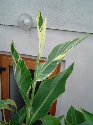 Canna Stuttgart a.jpg