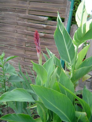 Canna a.jpg