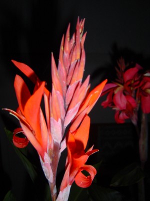 unbekannte Canna a.jpg