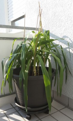 20150714 Yucca1.jpg