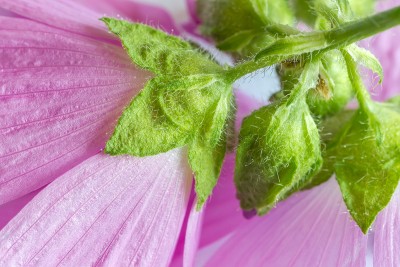 moschus-malve-malva-moschata.jpg