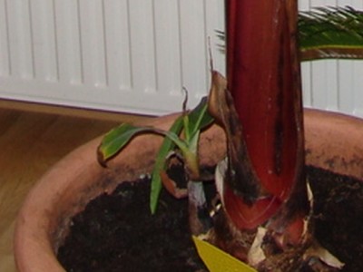 DSC04201.JPG