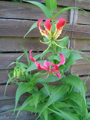 DSC03423 a.jpg
