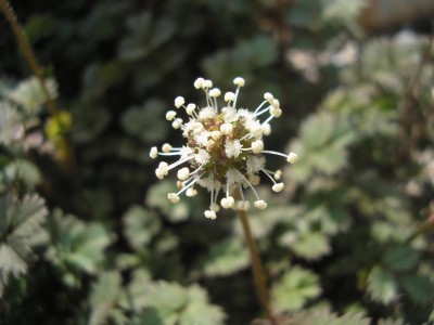 flower.JPG