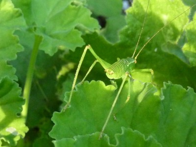 20150718 104 - Kopie.JPG