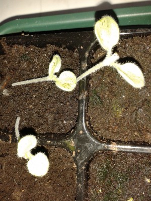 Roter Teide Natternkopf.jpg