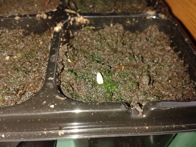 Huernia zebrina gesät 23.06.15.jpg