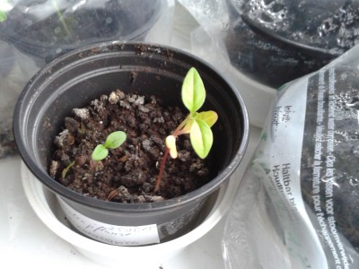 Indianerseidenpflanze, 25.05.15 gesät.jpg