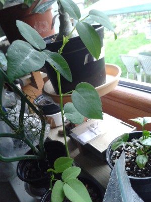 Korallenbaum,Erythrina, gesät am 24.06.15.jpg