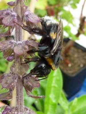 20150719 003 - Kopie.JPG