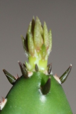 Opuntia zweites Blatt  am 21.07.2015.jpg