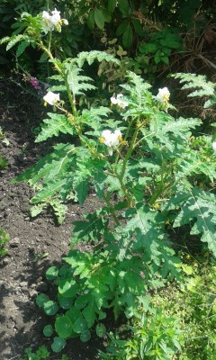 Litschi-Tomate 2015-07-20.jpg