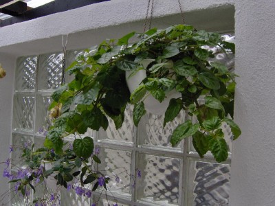 Harfe neu Terasse.jpg