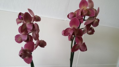 IMAG2619.jpg