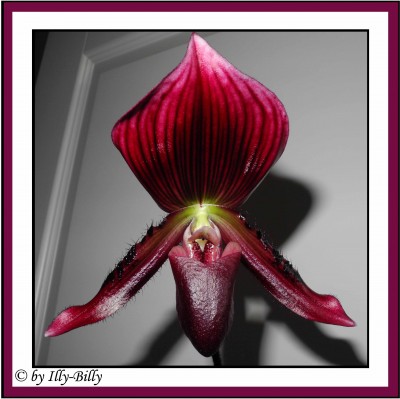 Paphiopedilum Maudia vinicolor_Kaufblüte 2015.jpg
