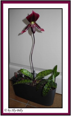 Paphiopedilum Maudia vinicolor_Kaufpflanze blüt 2015.jpg