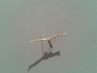 Pterophoridae.jpg