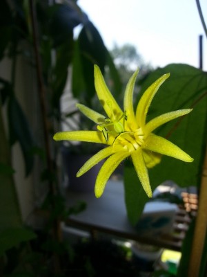 P. citrina Blüte.jpg