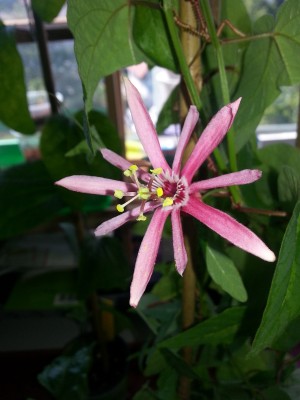 P. sanguinolent Blüte.jpg