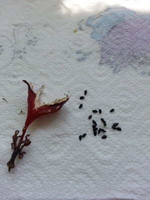 Frucht und Samen.jpg