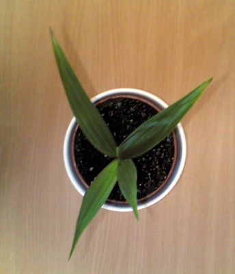 Palme 4.jpg