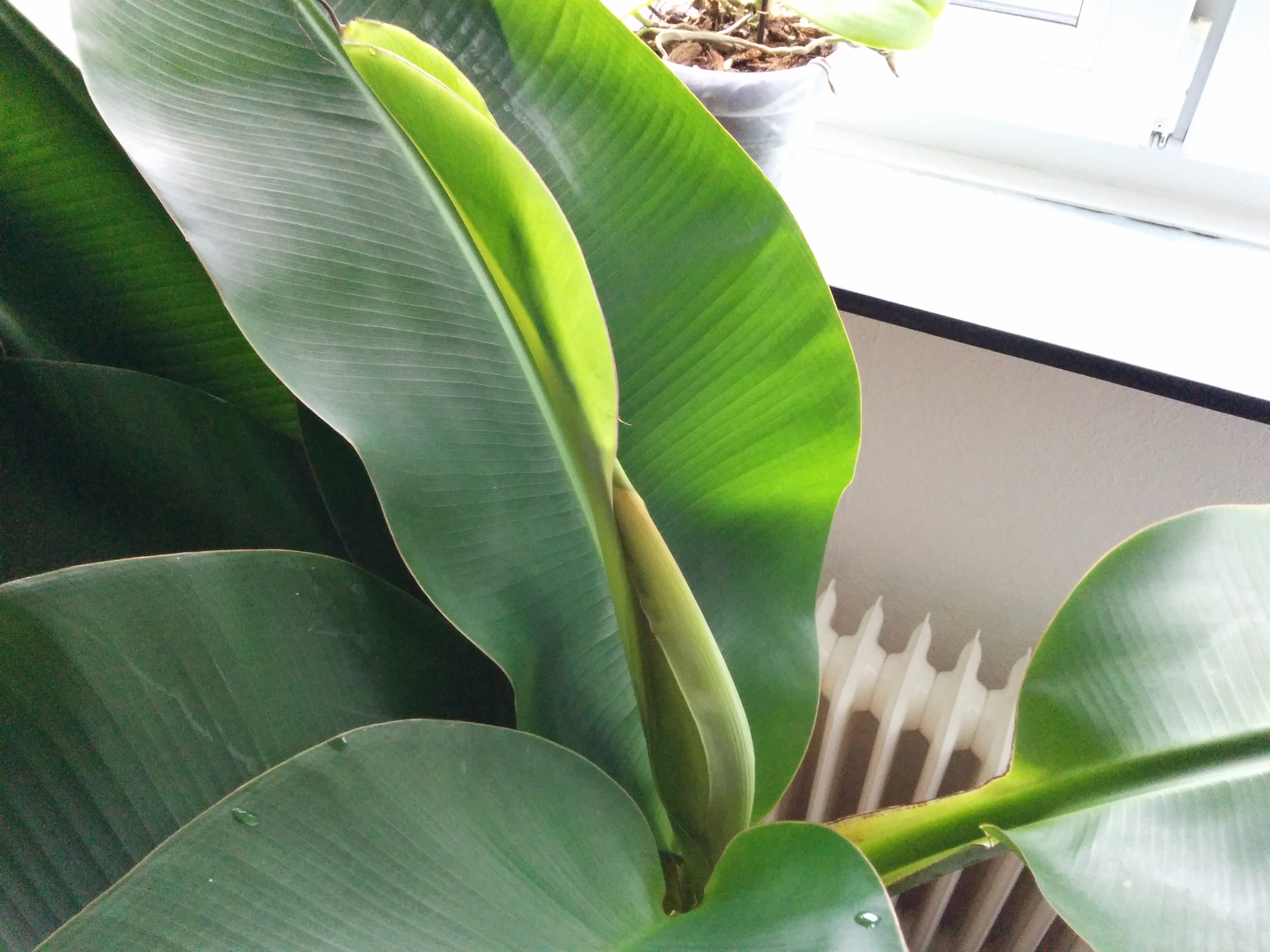 Bananenpflanze trgt Frchte - Und wie geht es weiter?  Pflegen &  Schneiden & Veredeln  GREEN24 Pflanzen & Garten Forum