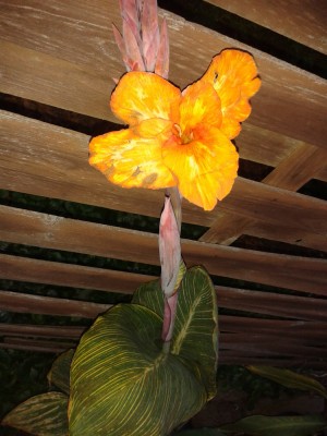 Canna Pretoria (2).jpg