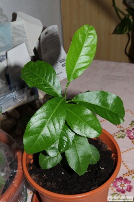 20150727_02.JPG