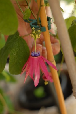 Passiflora edmundoi 20150707 DSC_17762.JPG