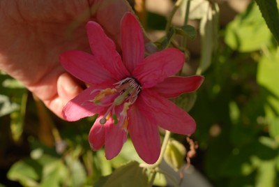 Passiflora Pink Passion 20150707 DSC_17767.JPG