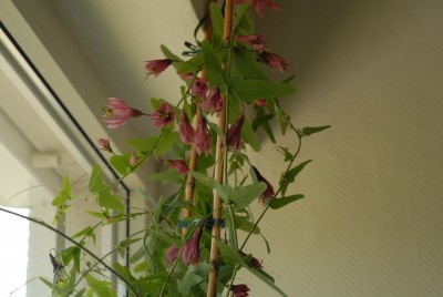 Passiflora perfoliata 20150612 DSC_17252.JPG