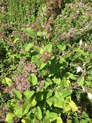 Foto 26.07.15 15 08 31.jpg