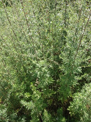 Foto 26.07.15 15 08 50.jpg