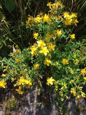 Foto 26.07.15 15 10 00.jpg