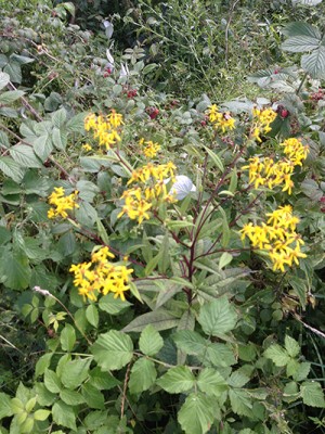 Foto 26.07.15 15 11 34.jpg