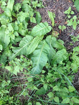 Foto 26.07.15 15 23 13.jpg