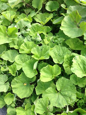 Foto 26.07.15 15 23 29.jpg