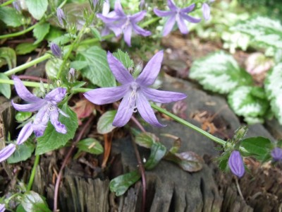 Glockenblume (1).JPG