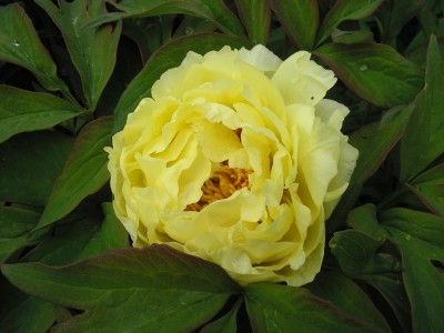 yellow.JPG