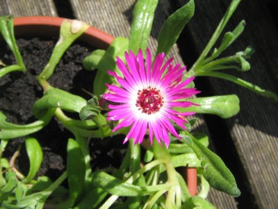 Mesenbryanthemum 2015 004.JPG